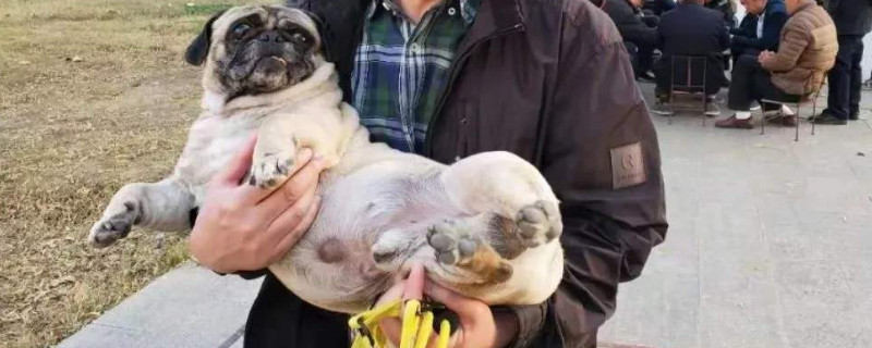 冬天养狗好吗