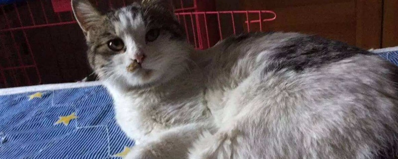 猫咪指甲脱落
