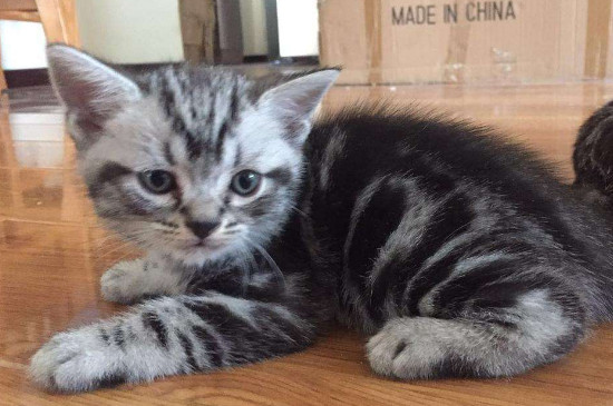 为什么虎斑猫养不胖，为什么虎斑那么瘦