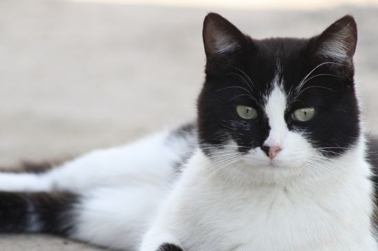 猫在几度就会被冻死