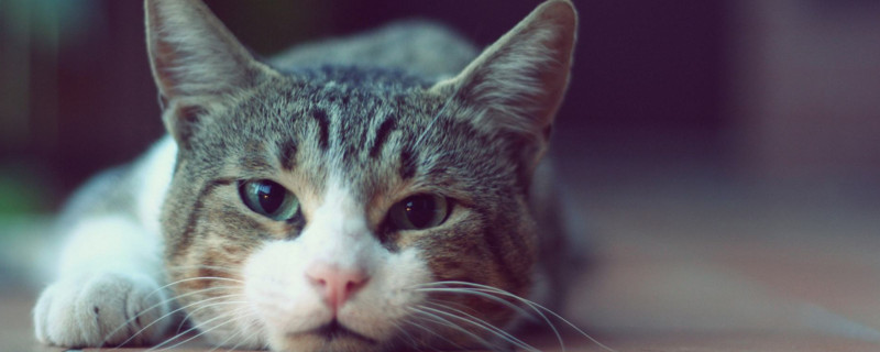 猫为什么会得腹积水