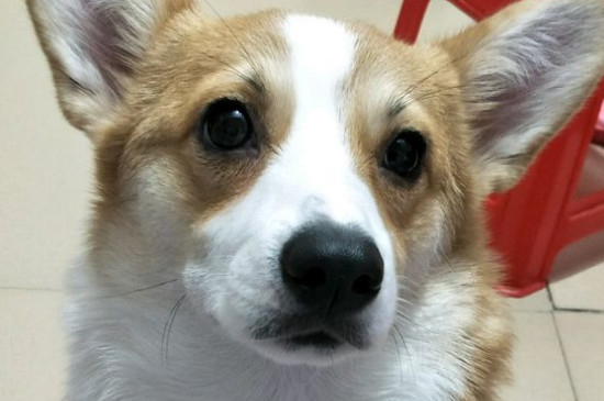 狗脱水多久会死