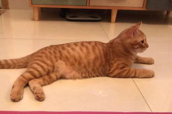 多久换次猫砂