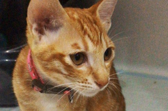 怎么辨别猫粮变质了