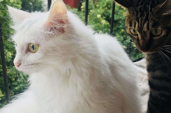 猫指甲掉了能自愈吗