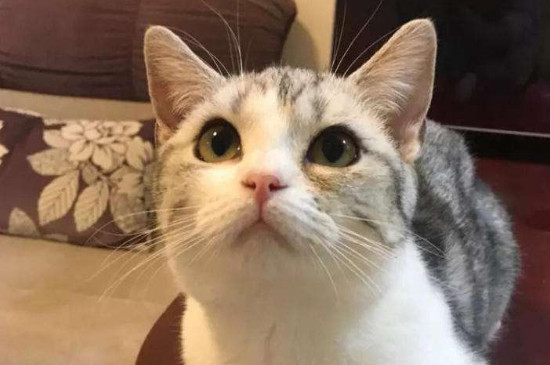 美短和蓝猫配种长啥样
