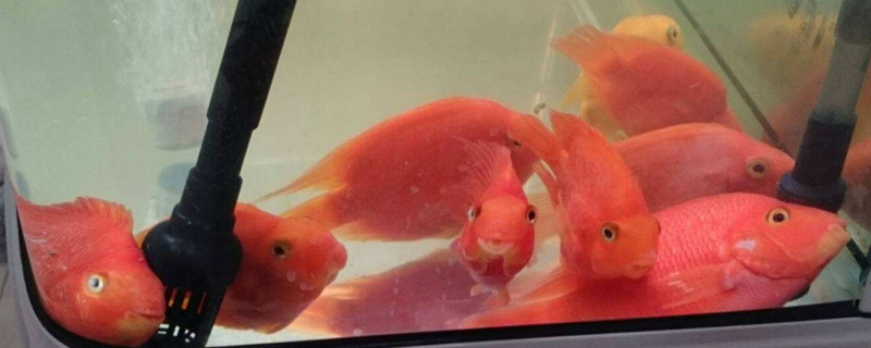 鹦鹉鱼发白怎么回事
