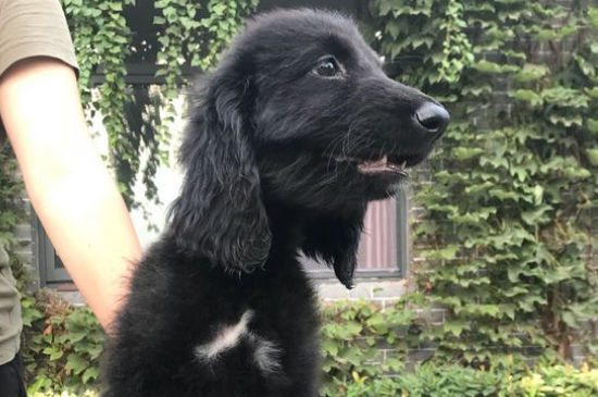 阿富汗猎犬有攻击性吗