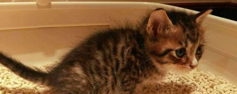 猫尿失禁还能活吗