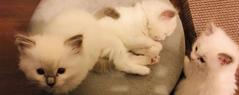 一个月小猫拉稀