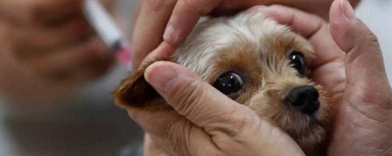 狗防疫针什么时候打