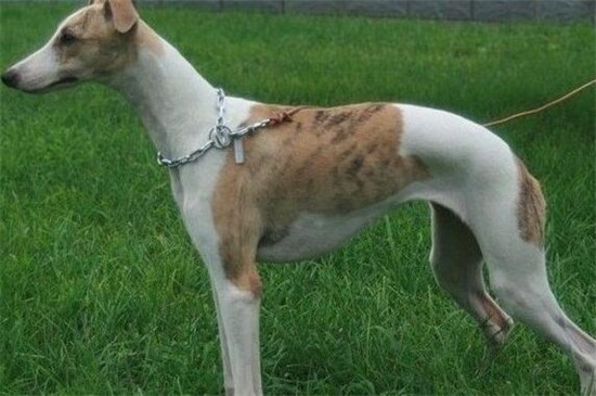 格力犬什么体型最快，胸大腰细的体型速度快的惊人