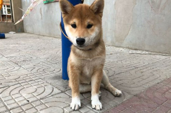 为什么养柴犬的人很少