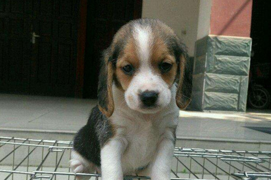 比格犬护主吗