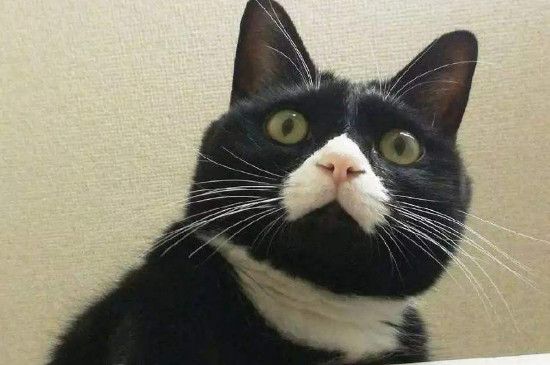 奶牛猫认主人吗