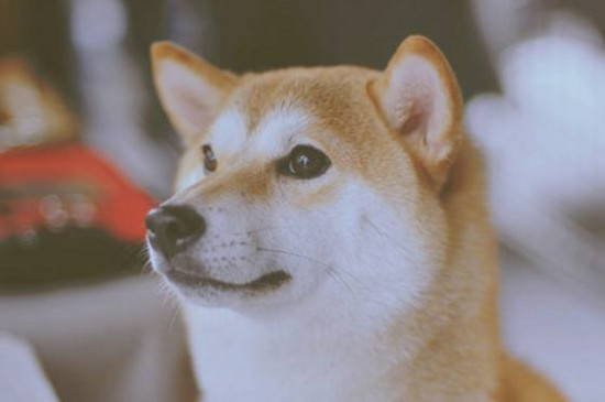 柴犬脱毛吗