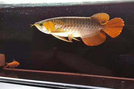 金龙鱼不吃食能活多久