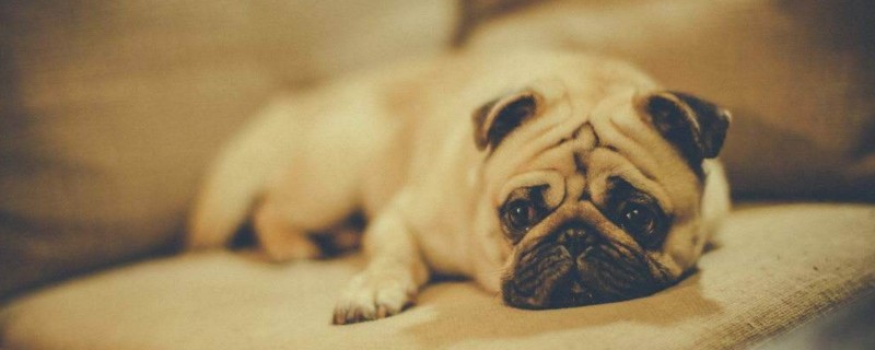 怎么判断巴哥犬感冒