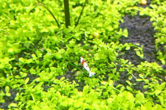 水晶虾缸养水是否需要开灯
