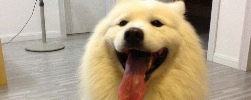 狗嘴臭怎么办