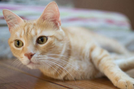 猫为什么喜欢吃鱼，猫为什么吃鱼不怕刺