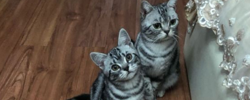 长毛虎斑猫什么品种