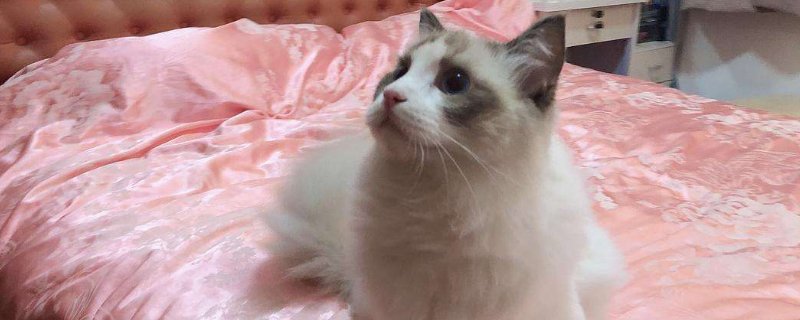猫总是乱撒尿