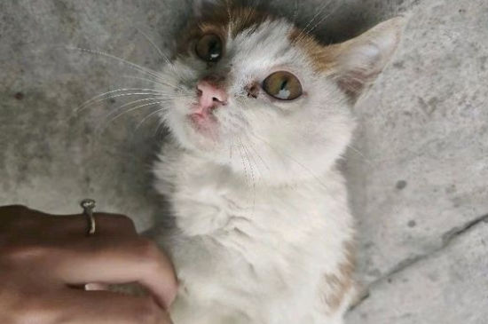 流浪猫很凶怎么办