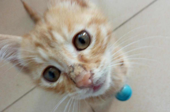 猫咪鼻子长了凸起疙瘩