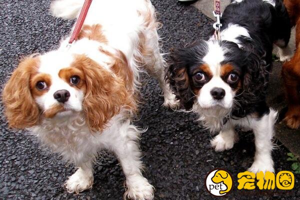 查理士王小猎犬受尽王室喜爱，天生富贵却身体娇弱