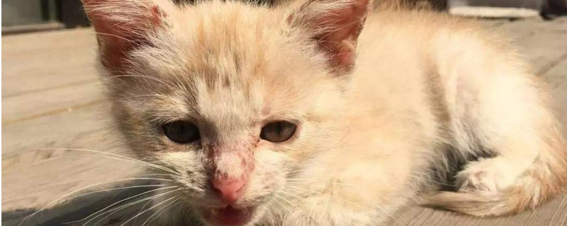 小猫头上长癣怎么办