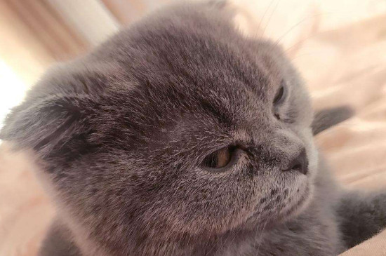 猫低吼是什么情况
