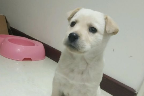 狗狗流黄鼻涕能自愈吗