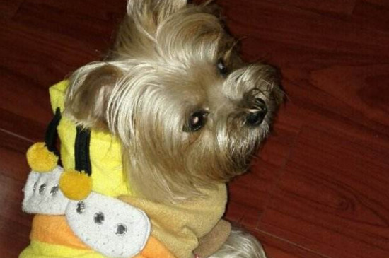 幼犬吃成犬粮会怎么样，无法消化并损伤肠胃导致疾病