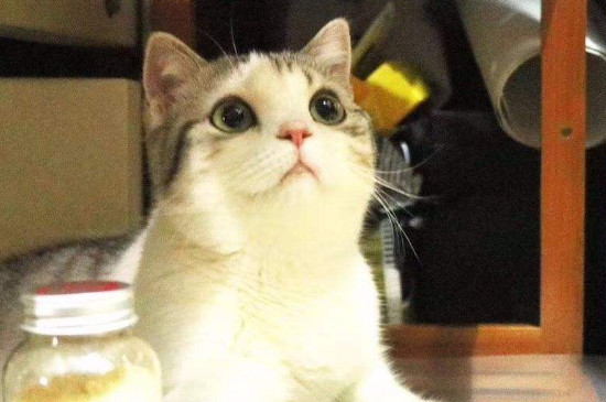 猫耳螨怎么治