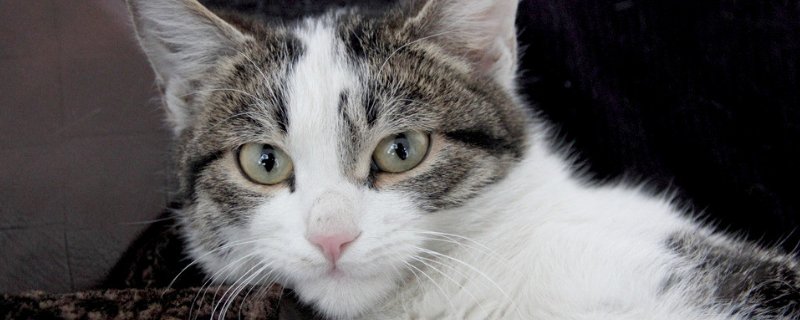 猫越打越凶要扔了吗