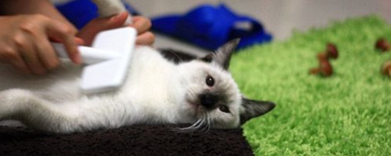 猫能吃核桃吗