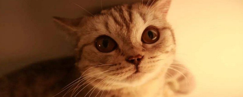 猫眼睛里有透明丝状物