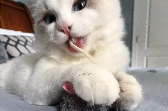 猫咪示好的表现