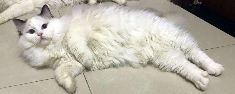 猫配种要一起待多少天
