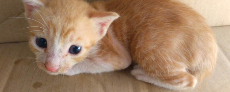 捡到小猫怎么养