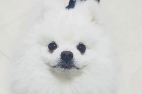 狗身上无缘无故烂了，狗狗身上为什么会烂洞