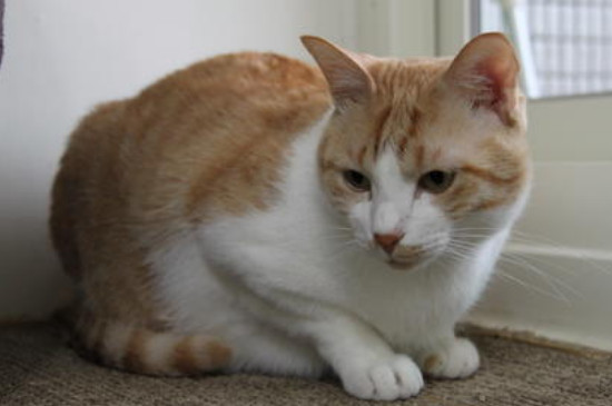 猫咪呼吸时伴颤抖怎么回事