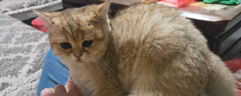 猫咪怎么才算配种成功