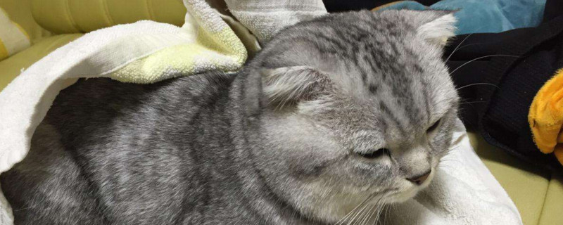 猫咪不吃饭没精神