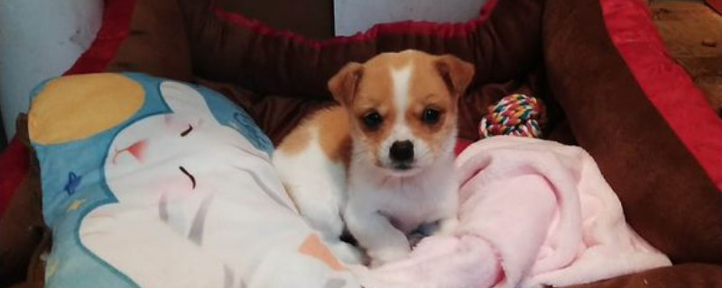 狗死了僵硬了还有救吗