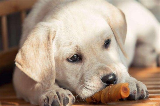狗狗犬瘟症状，咳嗽吐泻体温升高还会全身抽搐