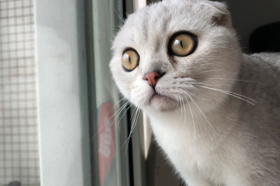 猫为什么在床上拉屎