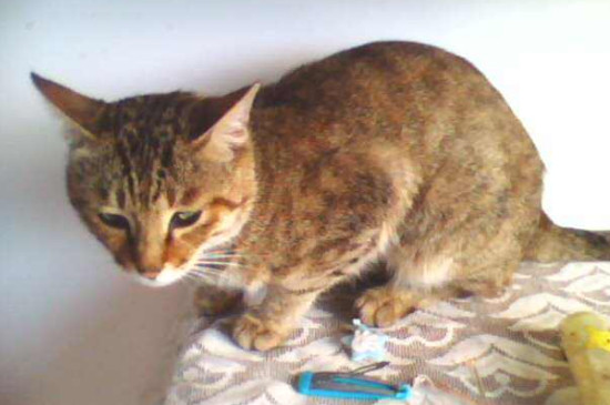 得了猫癣还能抱猫吗
