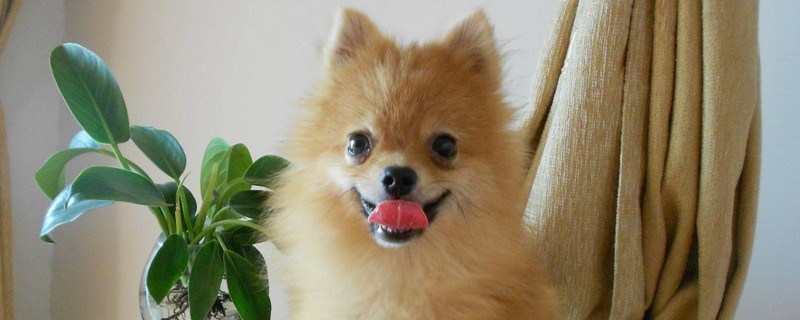 博美不吃狗粮怎么办